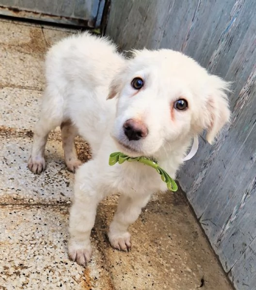 GLI OCCHI DI MARIO hidden CANILE | Foto 0