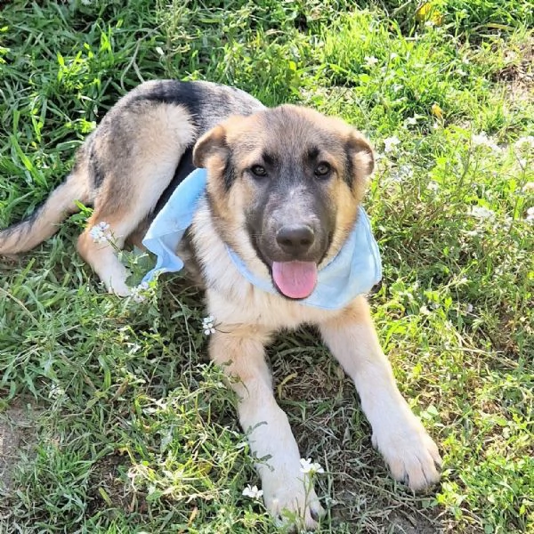 DRACO NON DEVE SPEGNERSI IN CANILE