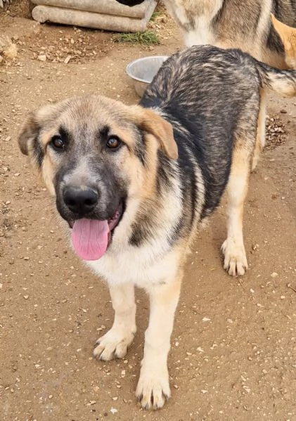 DRACO NON DEVE SPEGNERSI IN CANILE | Foto 6