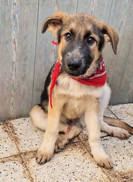 DRACO NON DEVE SPEGNERSI IN CANILE | Foto 6