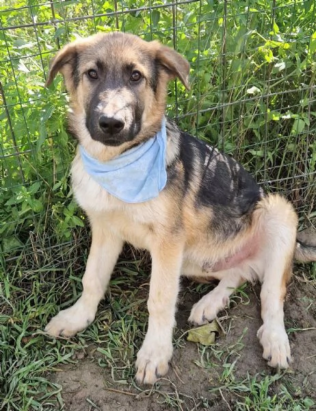 DRACO NON DEVE SPEGNERSI IN CANILE | Foto 6