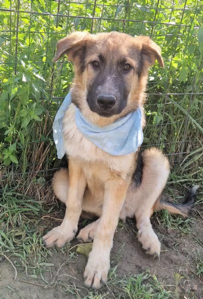 DRACO NON DEVE SPEGNERSI IN CANILE | Foto 5