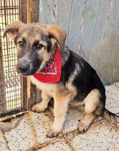 DRACO NON DEVE SPEGNERSI IN CANILE | Foto 5