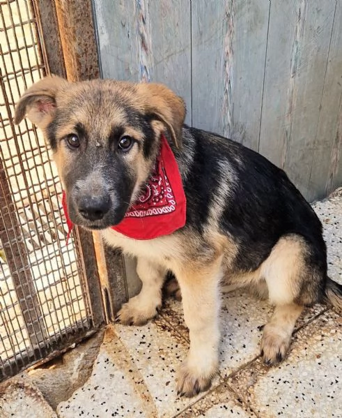 DRACO NON DEVE SPEGNERSI IN CANILE | Foto 4