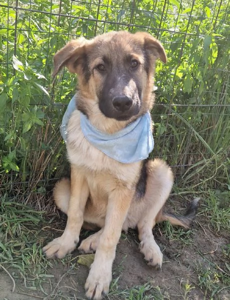 DRACO NON DEVE SPEGNERSI IN CANILE | Foto 4