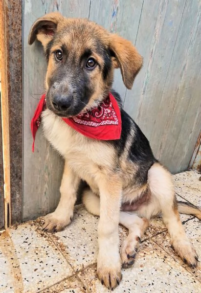 DRACO NON DEVE SPEGNERSI IN CANILE | Foto 3