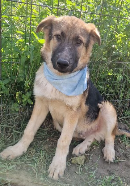 DRACO NON DEVE SPEGNERSI IN CANILE | Foto 3