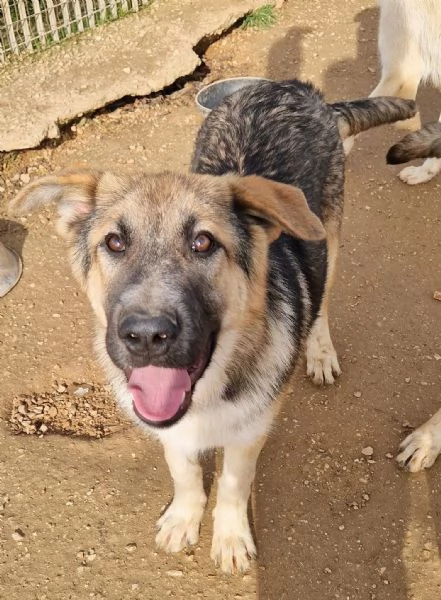 DRACO NON DEVE SPEGNERSI IN CANILE