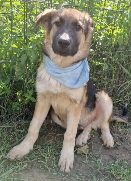 DRACO NON DEVE SPEGNERSI IN CANILE | Foto 2