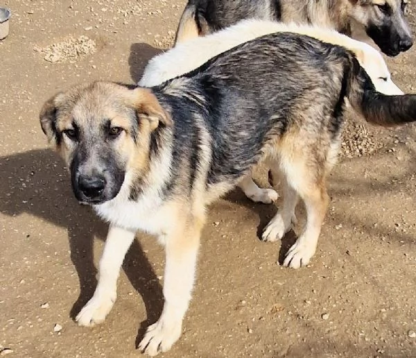 DRACO NON DEVE SPEGNERSI IN CANILE | Foto 3