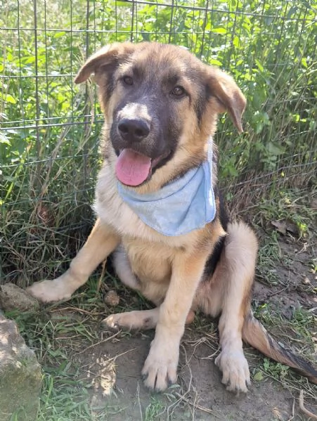 DRACO NON DEVE SPEGNERSI IN CANILE | Foto 1