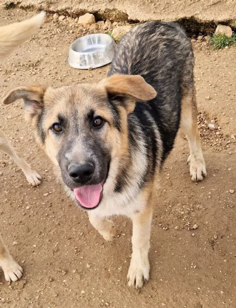 DRACO NON DEVE SPEGNERSI IN CANILE | Foto 2