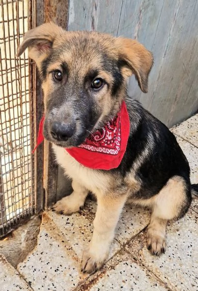 DRACO NON DEVE SPEGNERSI IN CANILE | Foto 1