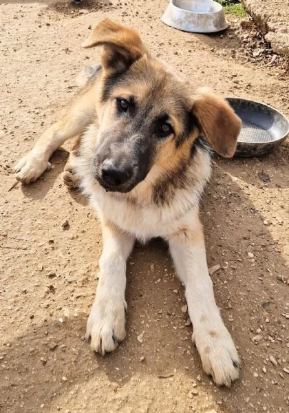 DRACO NON DEVE SPEGNERSI IN CANILE | Foto 1