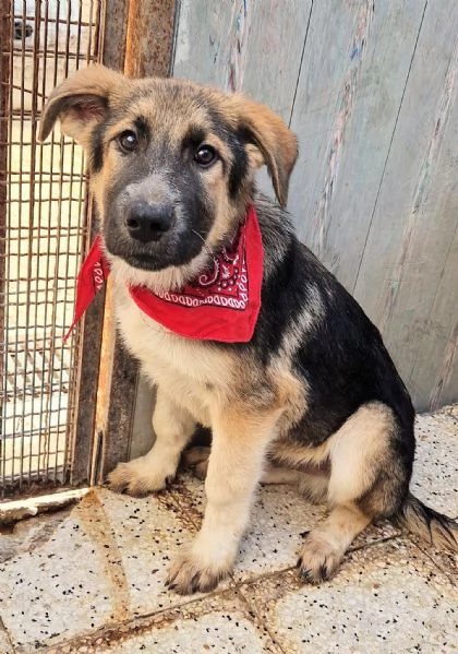 DRACO NON DEVE SPEGNERSI IN CANILE