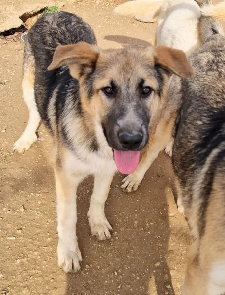 DRACO NON DEVE SPEGNERSI IN CANILE | Foto 0