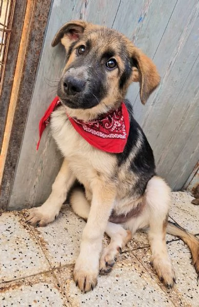 DRACO NON DEVE SPEGNERSI IN CANILE | Foto 0