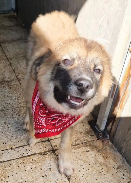 ALANIN ADOZIONE DAL CANILE | Foto 5