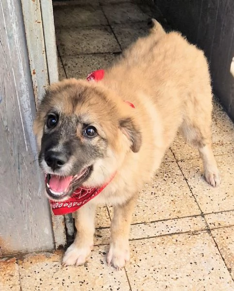 ALANIN ADOZIONE DAL CANILE | Foto 4