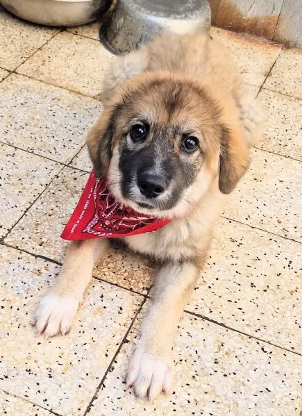 ALANIN ADOZIONE DAL CANILE | Foto 3