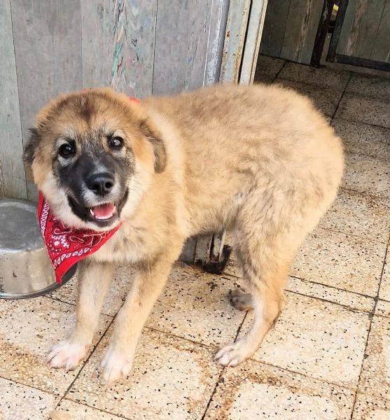 ALANIN ADOZIONE DAL CANILE | Foto 2