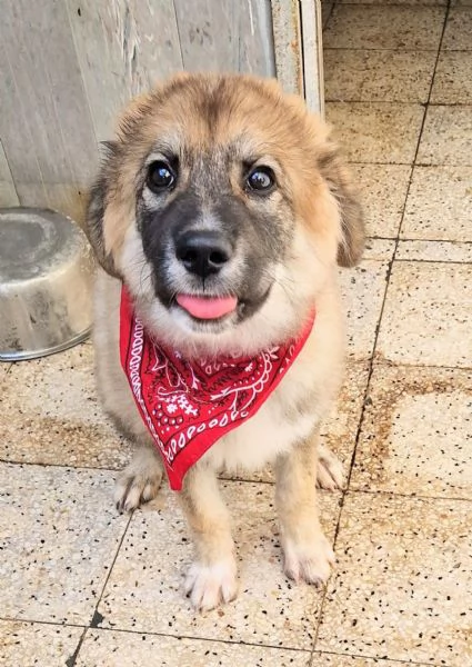 ALANIN ADOZIONE DAL CANILE | Foto 1