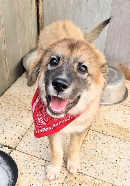 ALANIN ADOZIONE DAL CANILE