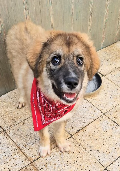 ALANIN ADOZIONE DAL CANILE | Foto 0