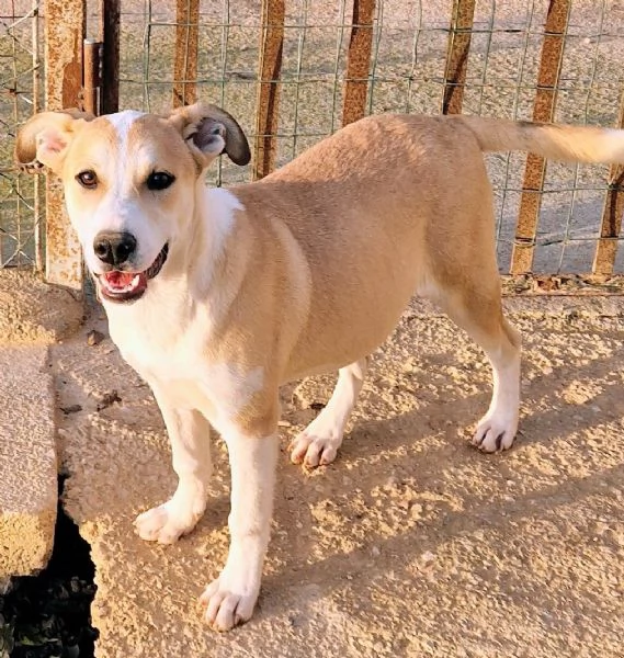 KATTYIN ADOZIONE DAL CANILE | Foto 5