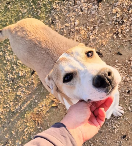 KATTYIN ADOZIONE DAL CANILE | Foto 2