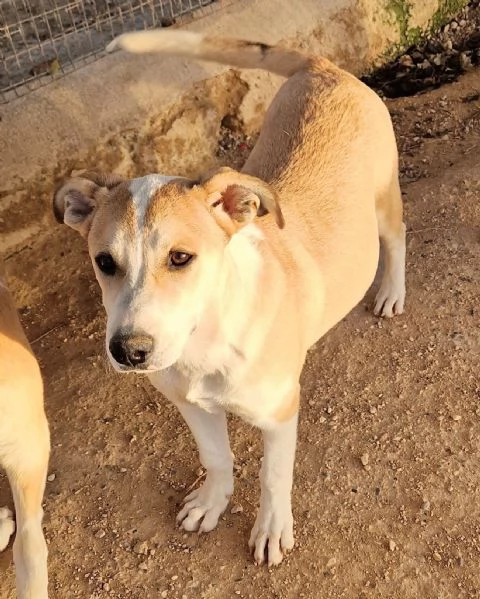 KATTYIN ADOZIONE DAL CANILE | Foto 1