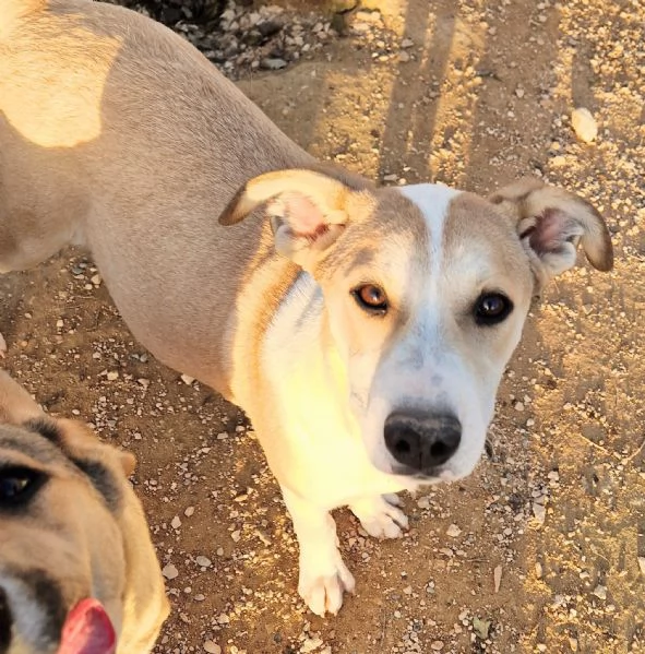 KATTYIN ADOZIONE DAL CANILE | Foto 0