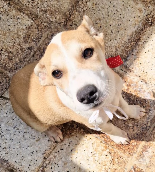 KATTYIN ADOZIONE DAL CANILE