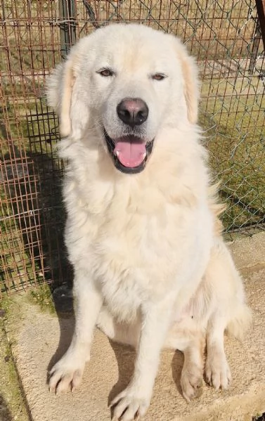 LEO ADOZIONE SUBITODOPO TUTTO IL SUO PASSATO DOLOROSO | Foto 6