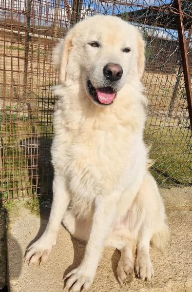 LEO ADOZIONE SUBITODOPO TUTTO IL SUO PASSATO DOLOROSO | Foto 6