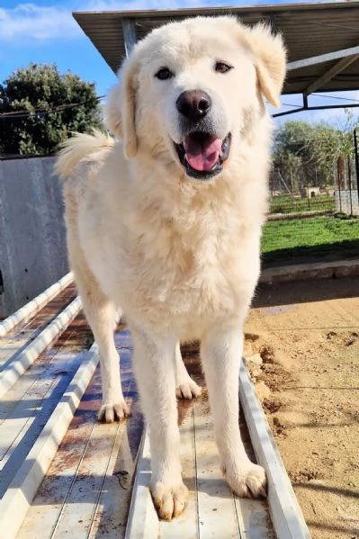 LEO ADOZIONE SUBITODOPO TUTTO IL SUO PASSATO DOLOROSO | Foto 5