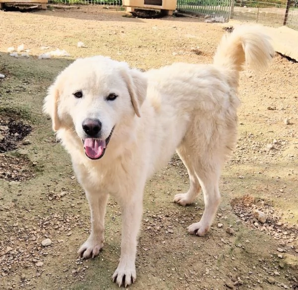 LEO ADOZIONE SUBITODOPO TUTTO IL SUO PASSATO DOLOROSO | Foto 4