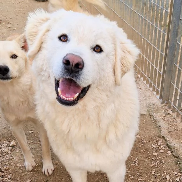 LEO ADOZIONE SUBITODOPO TUTTO IL SUO PASSATO DOLOROSO