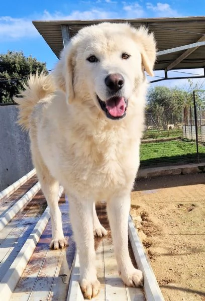 LEO ADOZIONE SUBITODOPO TUTTO IL SUO PASSATO DOLOROSO | Foto 3