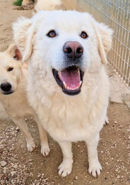 LEO ADOZIONE SUBITODOPO TUTTO IL SUO PASSATO DOLOROSO | Foto 3