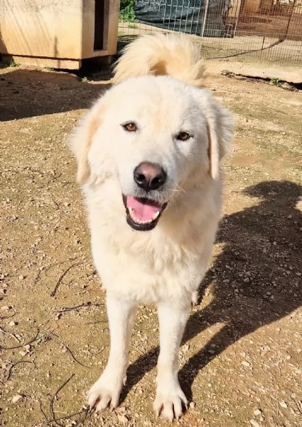 LEO ADOZIONE SUBITODOPO TUTTO IL SUO PASSATO DOLOROSO