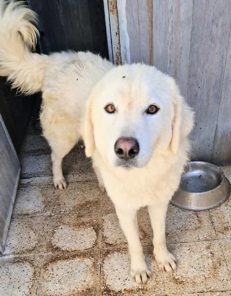 LEO ADOZIONE SUBITODOPO TUTTO IL SUO PASSATO DOLOROSO | Foto 2