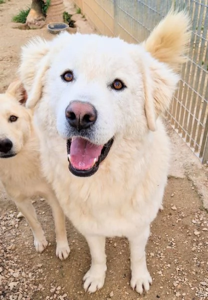 LEO ADOZIONE SUBITODOPO TUTTO IL SUO PASSATO DOLOROSO | Foto 2