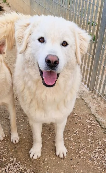 LEO ADOZIONE SUBITODOPO TUTTO IL SUO PASSATO DOLOROSO | Foto 1