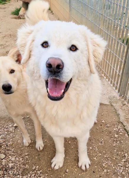LEO ADOZIONE SUBITODOPO TUTTO IL SUO PASSATO DOLOROSO | Foto 0