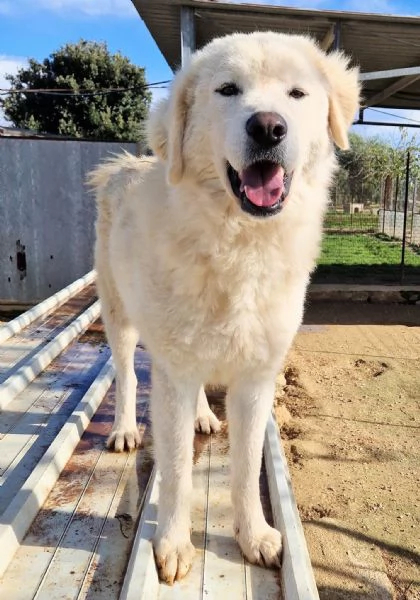 LEO ADOZIONE SUBITODOPO TUTTO IL SUO PASSATO DOLOROSO | Foto 0