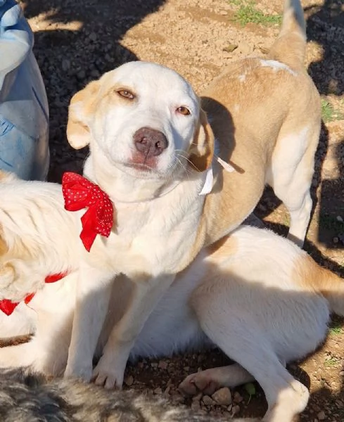 GRETA DEVE USCIRE DAL CANILE | Foto 6