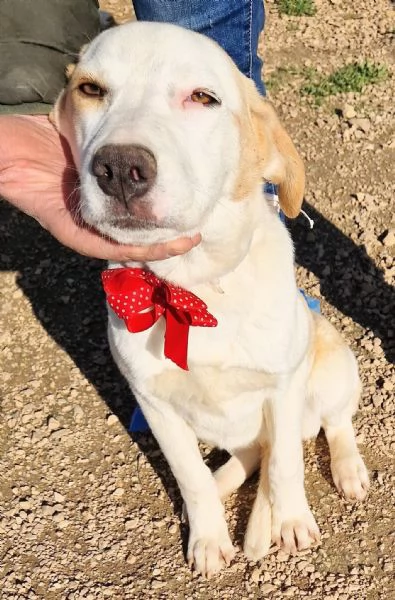 GRETA DEVE USCIRE DAL CANILE | Foto 5