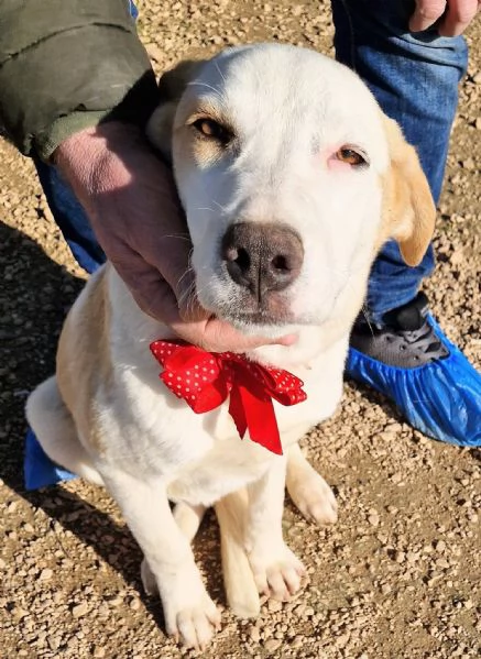 GRETA DEVE USCIRE DAL CANILE | Foto 4