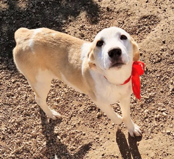 GRETA DEVE USCIRE DAL CANILE | Foto 3